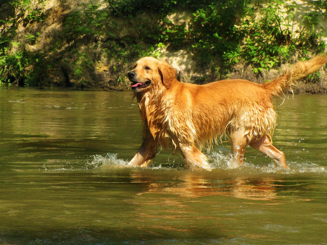 10 Dog Breeds Suited for Life on a Boat or Near Water