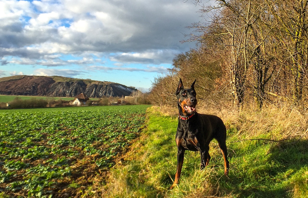 10 Dog Breeds with the Best Guarding Instincts for Farms and Livestock