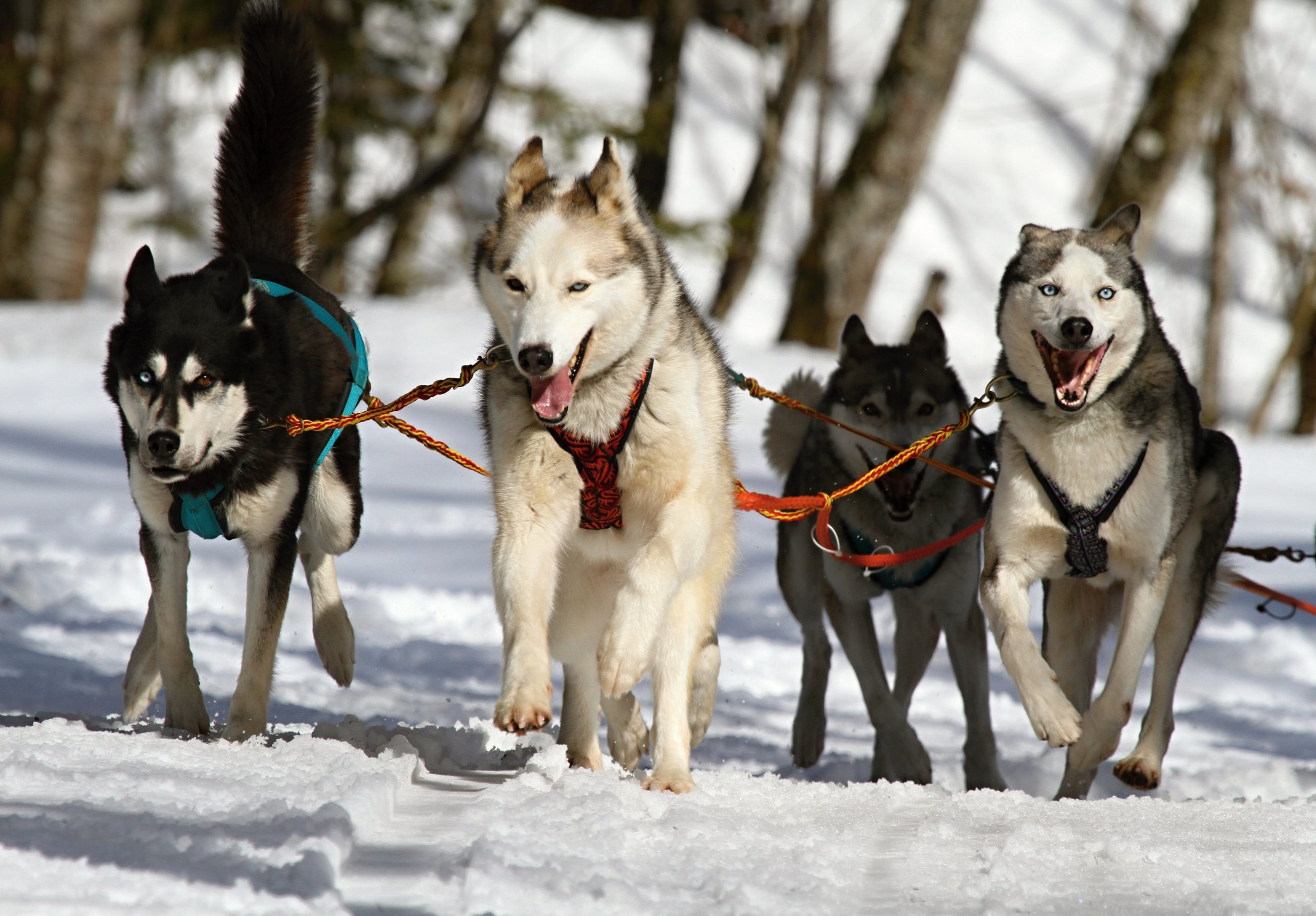 10 Dog Breeds with the Best Stamina for Long Walks