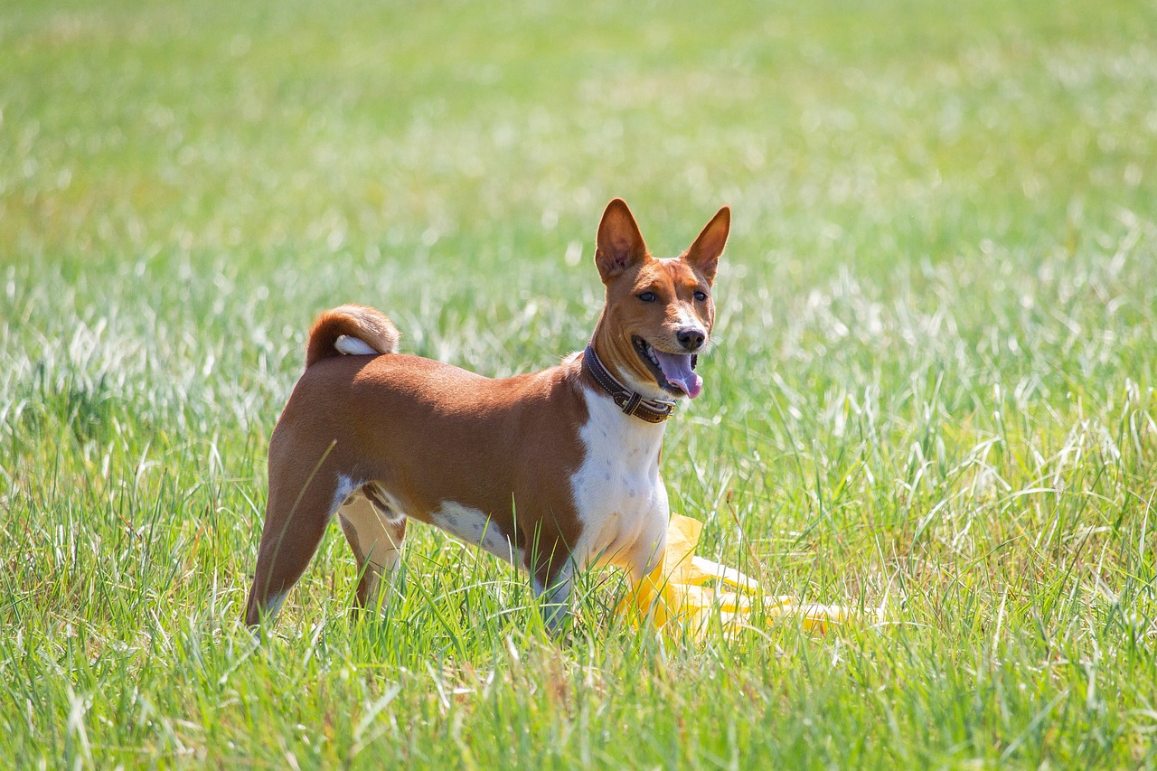 10 Dog Breeds with the Most Unique Bark Sounds