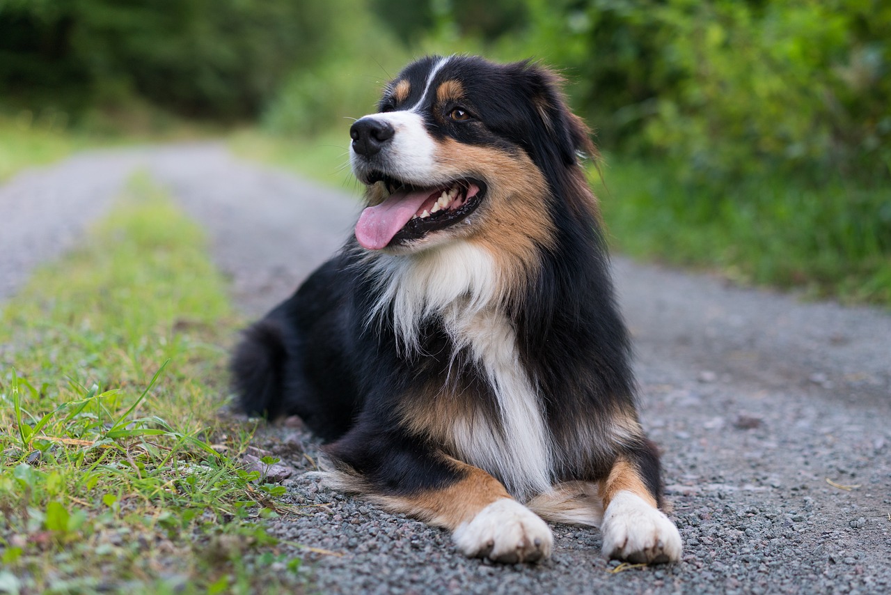 10 Ideal Dog Breeds for Equestrians and Horse Farm Owners