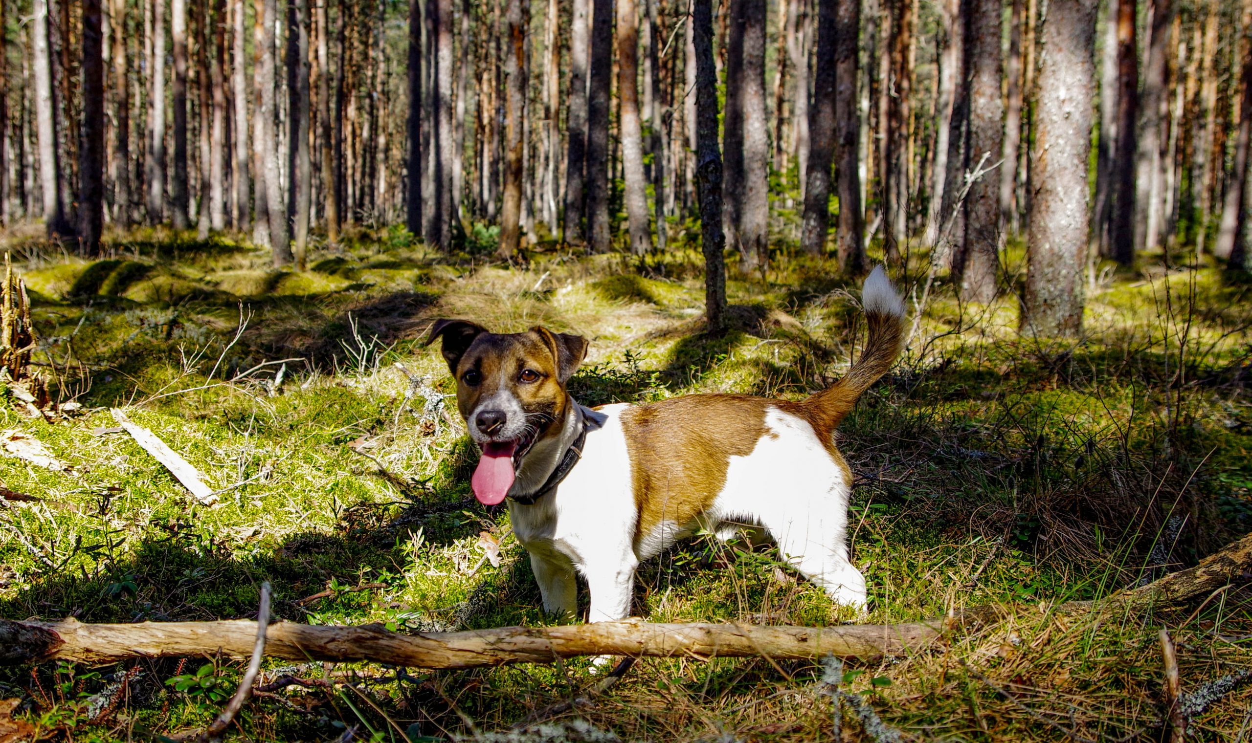 12 Dog Breeds Best Suited for Country Living