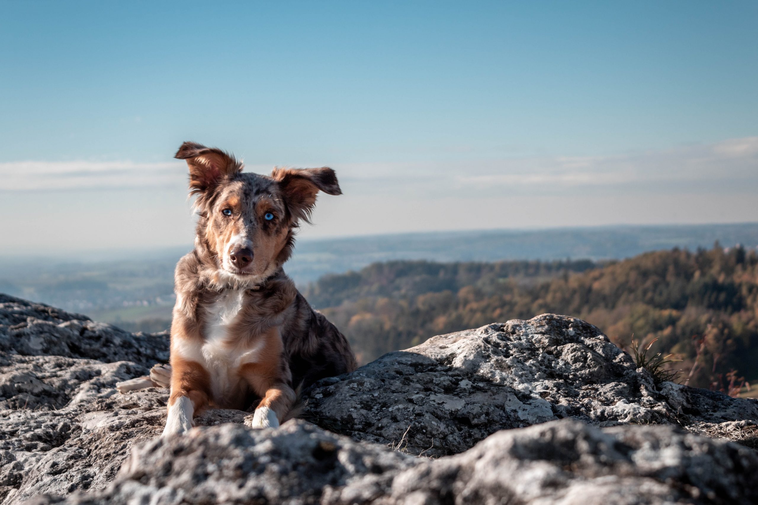 12 Dog Breeds Ideal for Living in High-Altitude Areas