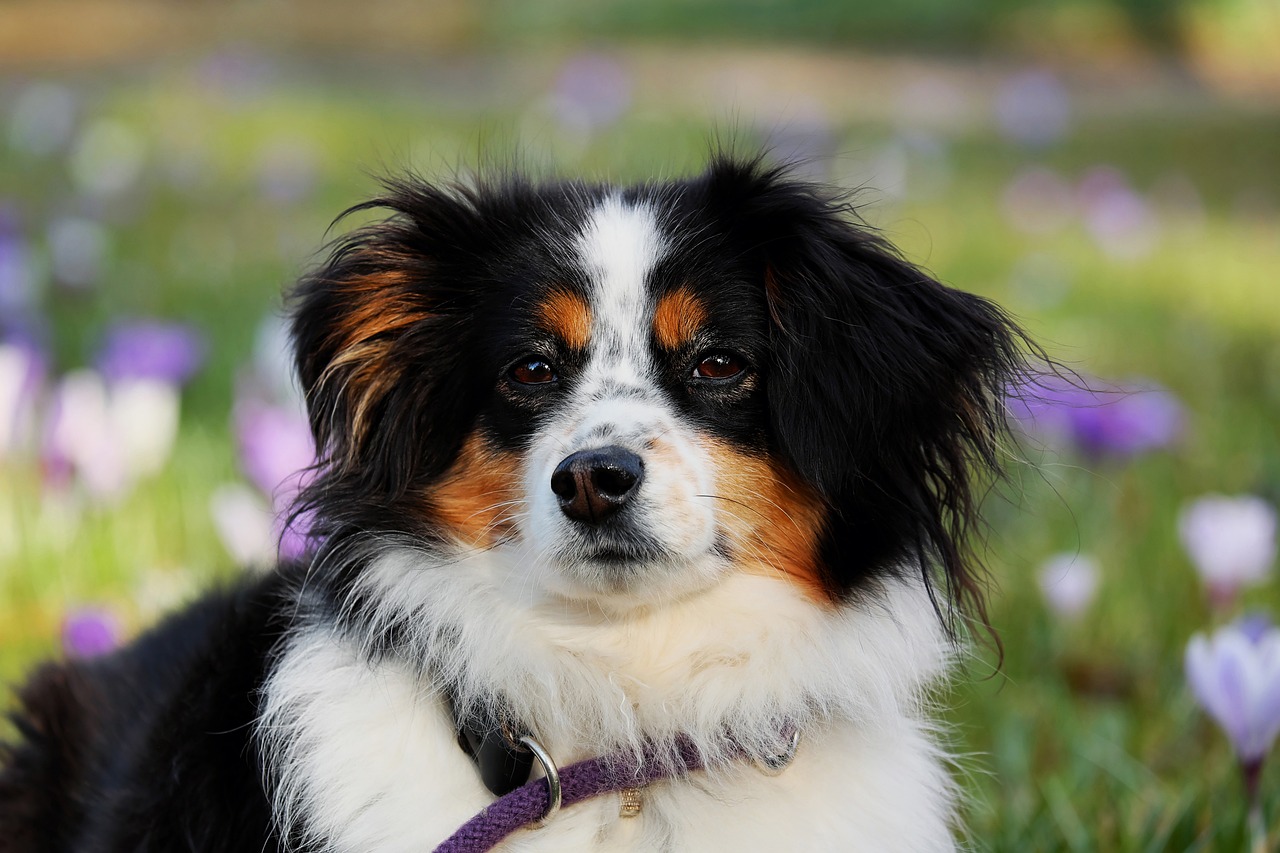 12 Ideal Dog Breeds for Individuals with Physical Disabilities