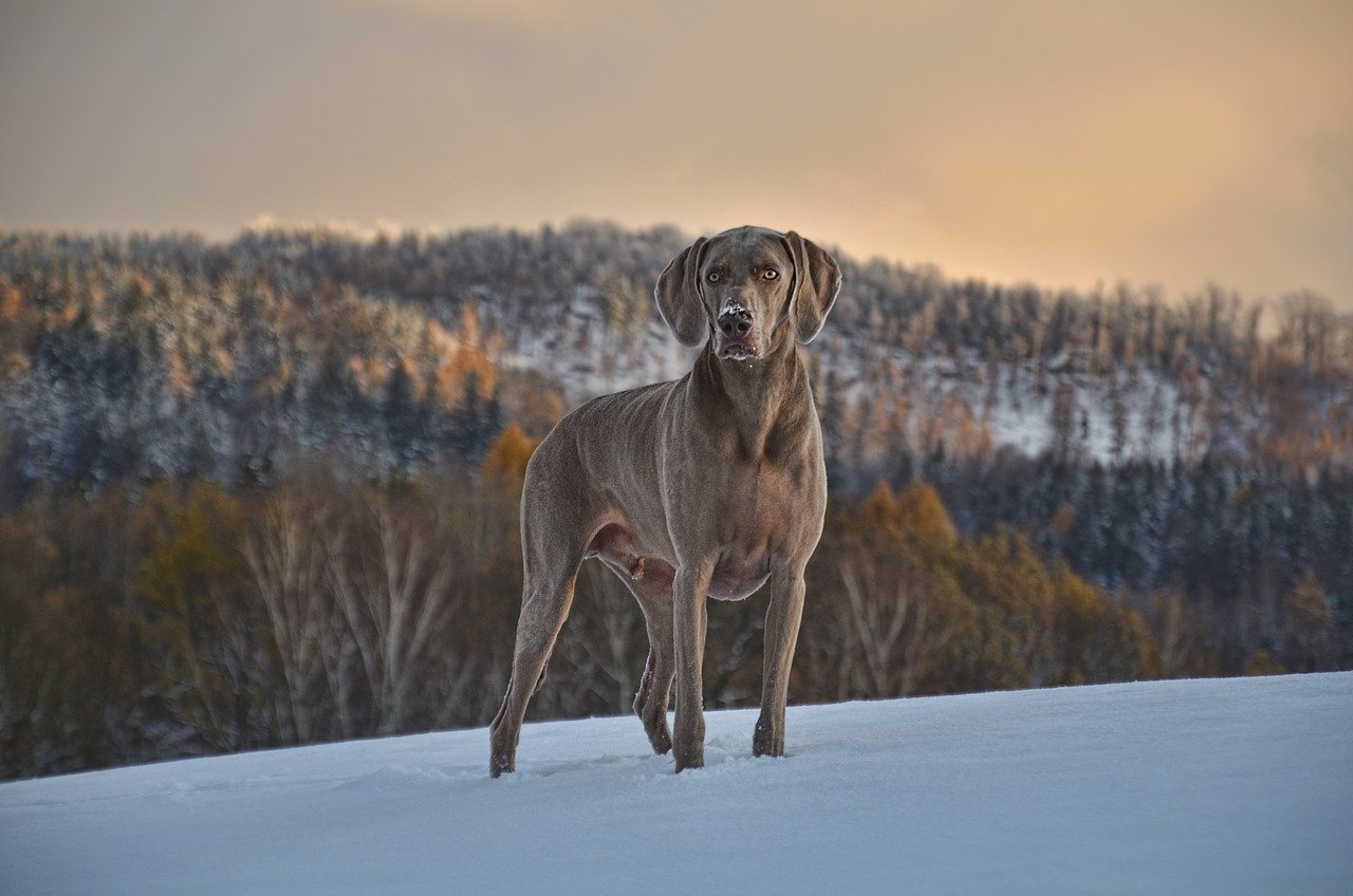 12 Dog Breeds Suitable for Hot and Humid Weather