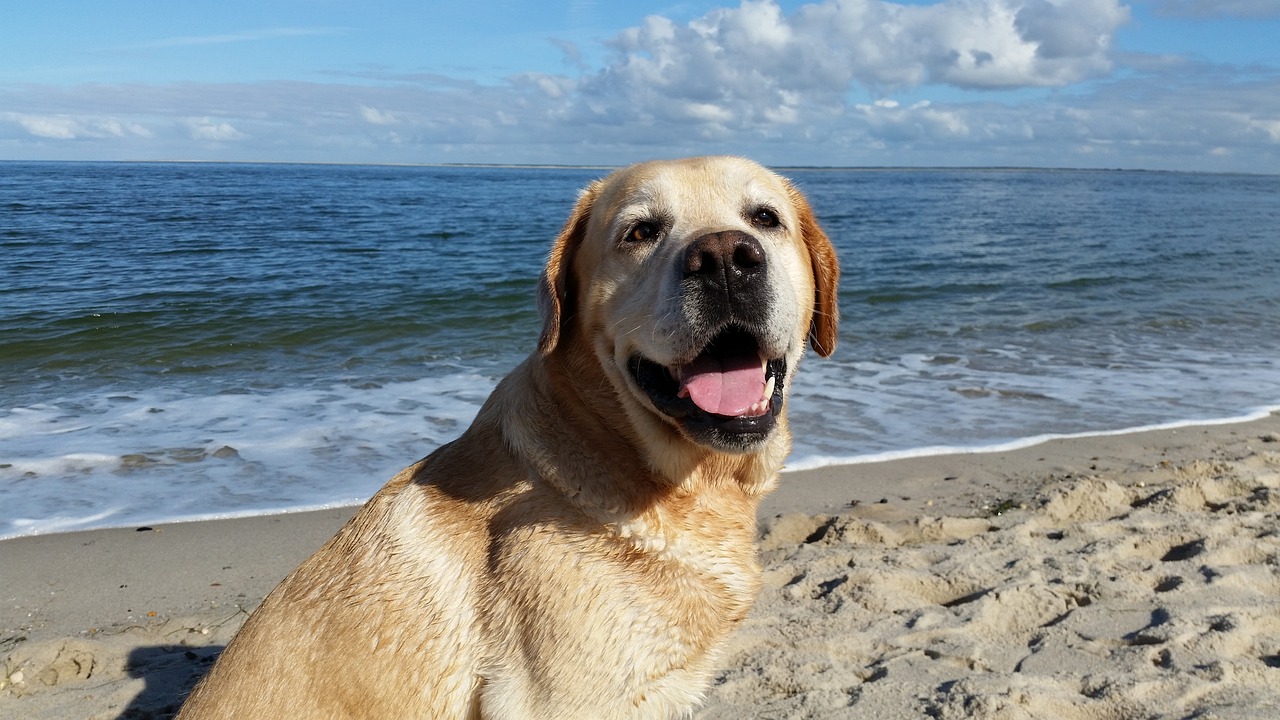 7 Best Dog Breeds for Beach Lovers