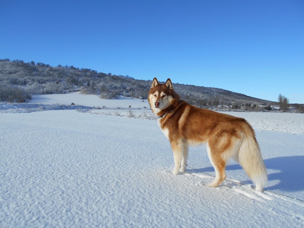 7 Dog Breeds That Thrive in Snowy Environments