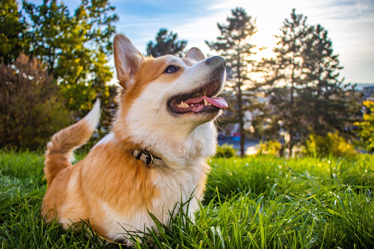 8 Best Dog Breeds for Gardeners and Horticulturists