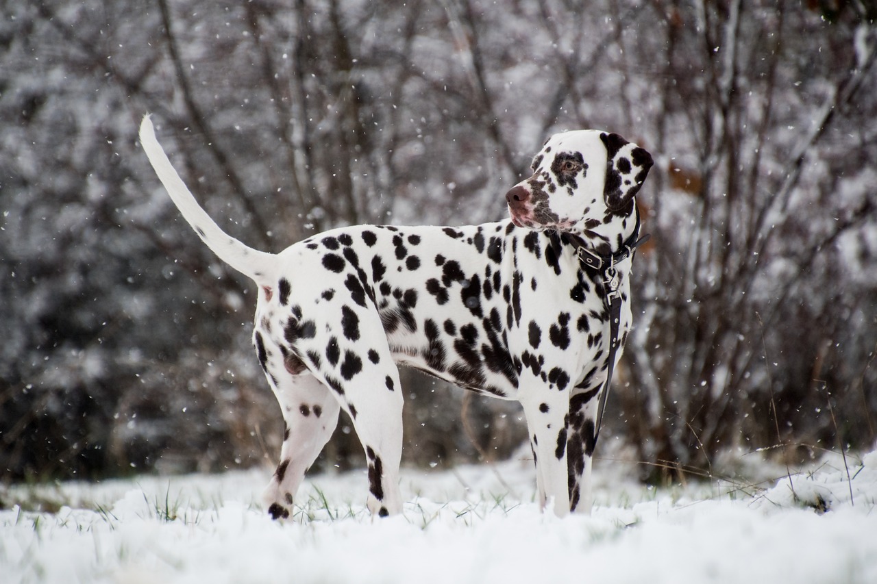 8 Dog Breeds Best Suited for Life in Tropical Climates