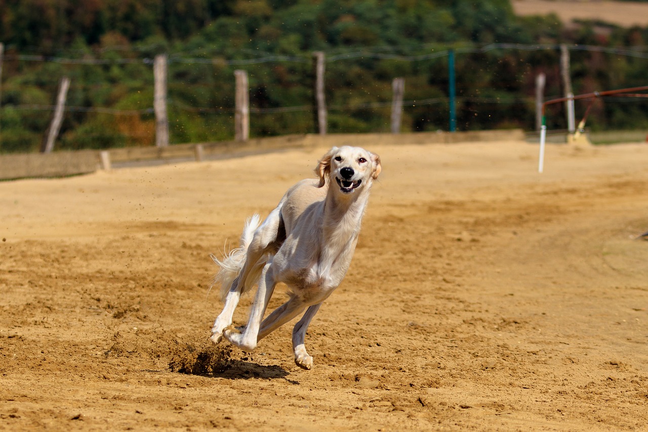 8 Dog Breeds Perfect for Life in Desert Climates