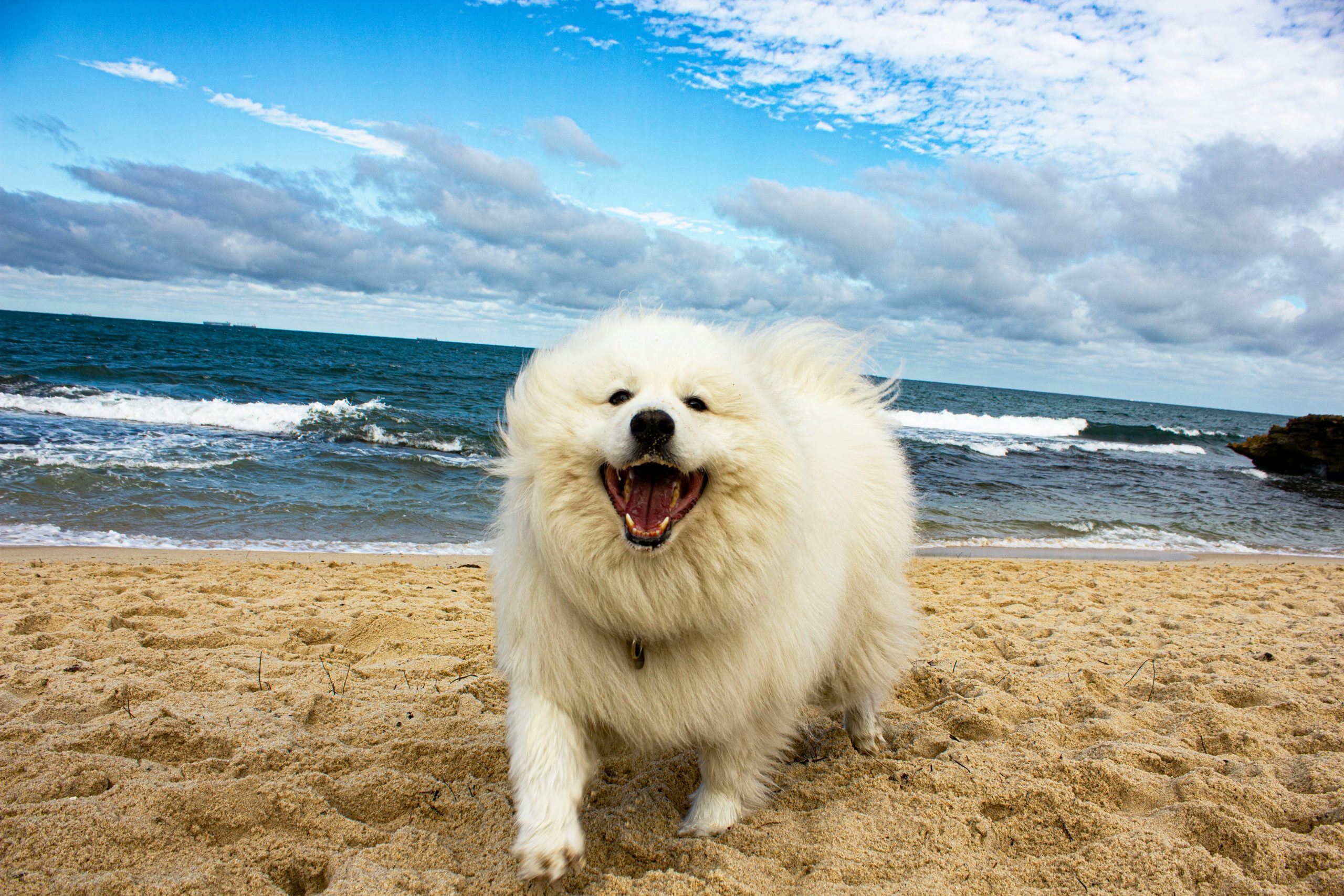 10 Dog Breeds Known for Their Cheerful and Upbeat Personalities