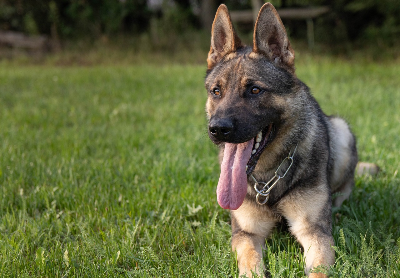 10 Dog Breeds Known for Their High Intelligence and Problem-Solving Skills