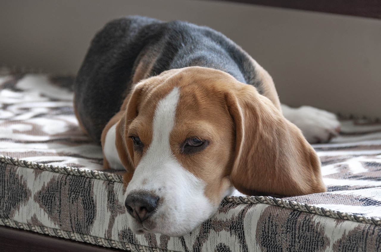 10 Dog Breeds Most Likely To Fall Asleep In Odd Places