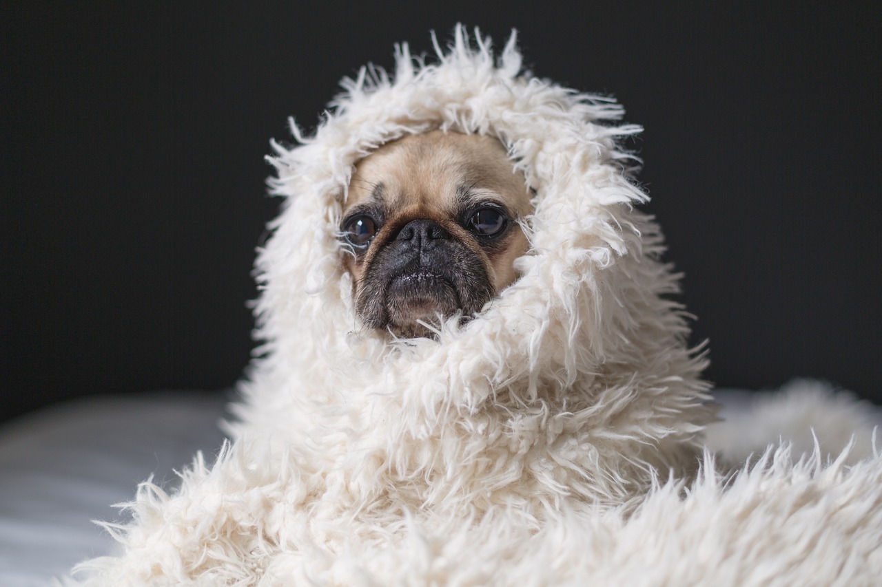 10 Dog Breeds Most Likely to Snuggle Under the Covers