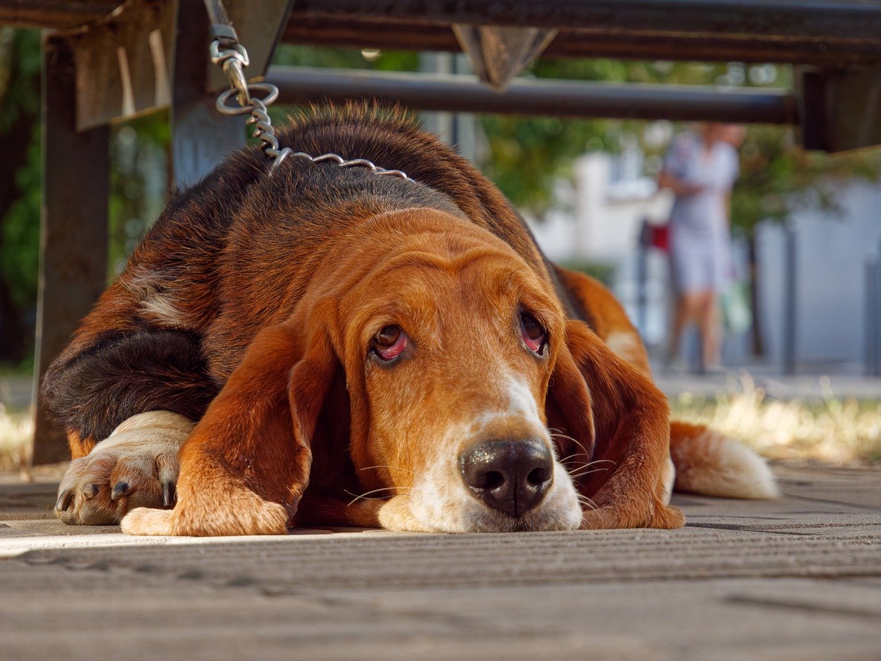 10 Dog Breeds That Are the World's Worst Guard Dogs