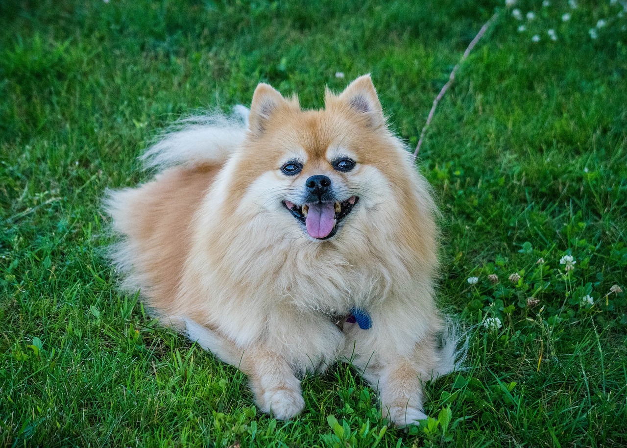 10 Dog Breeds That Have The Best Hair