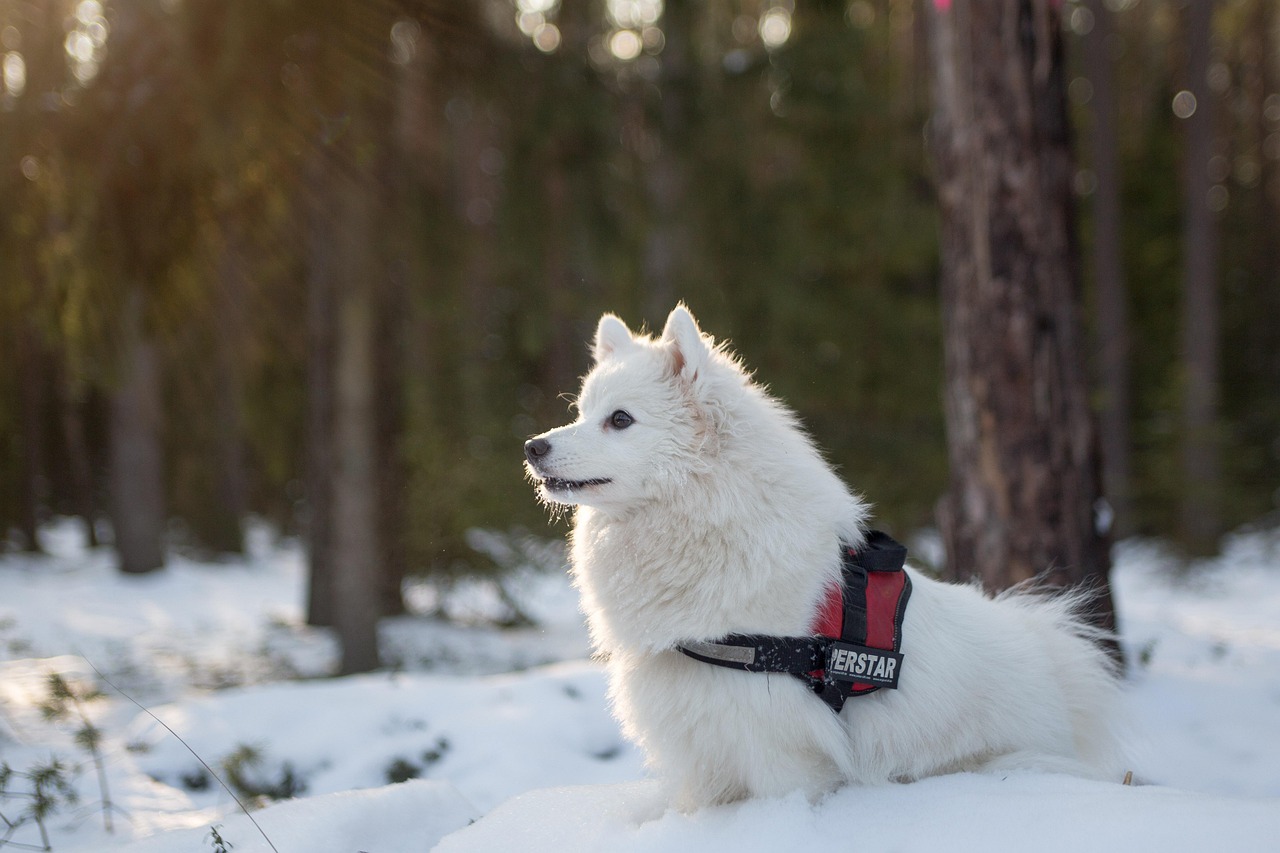 10 Dog Breeds That Prefer Winter Over Summer