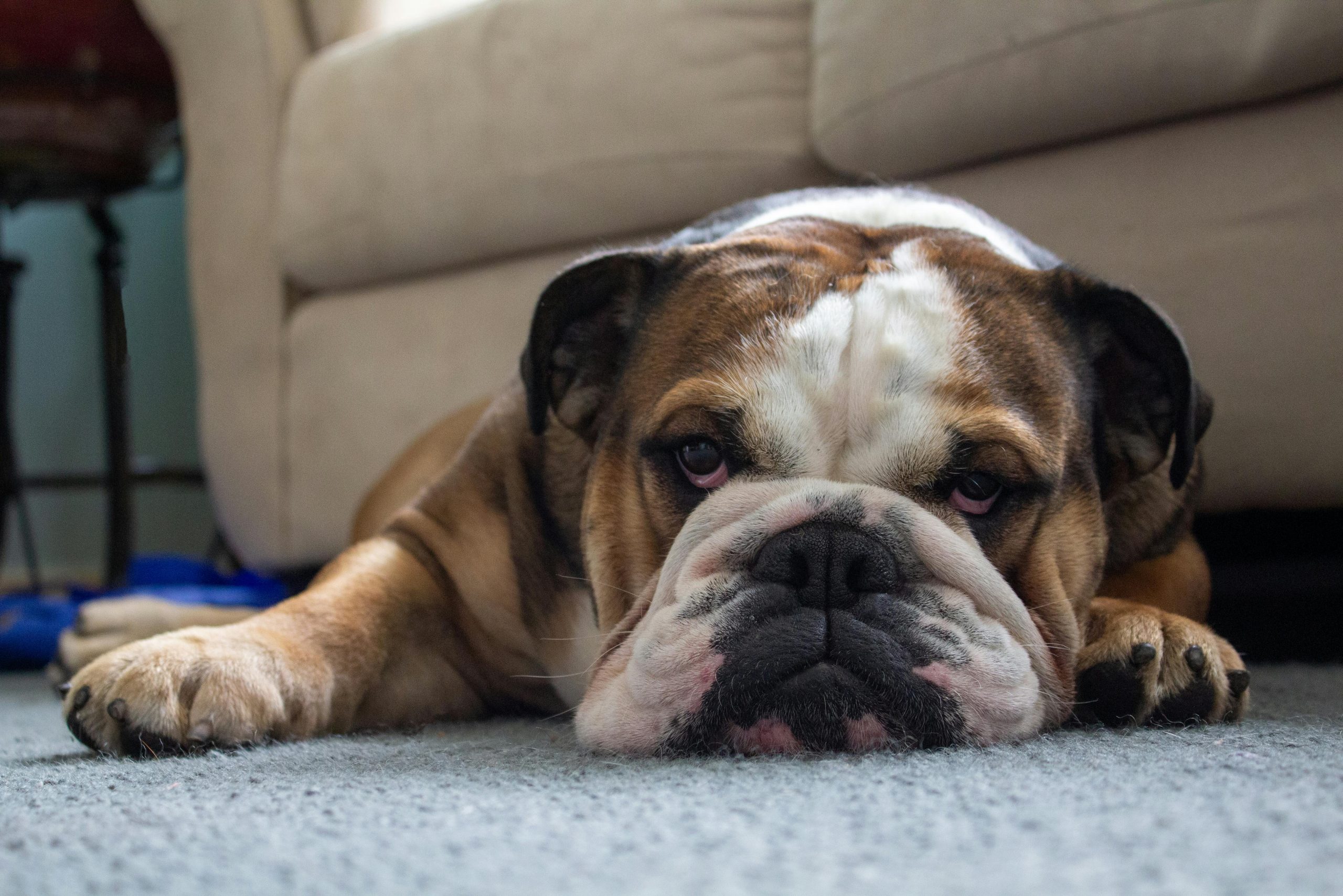 10 Dog Breeds That Snore The Most