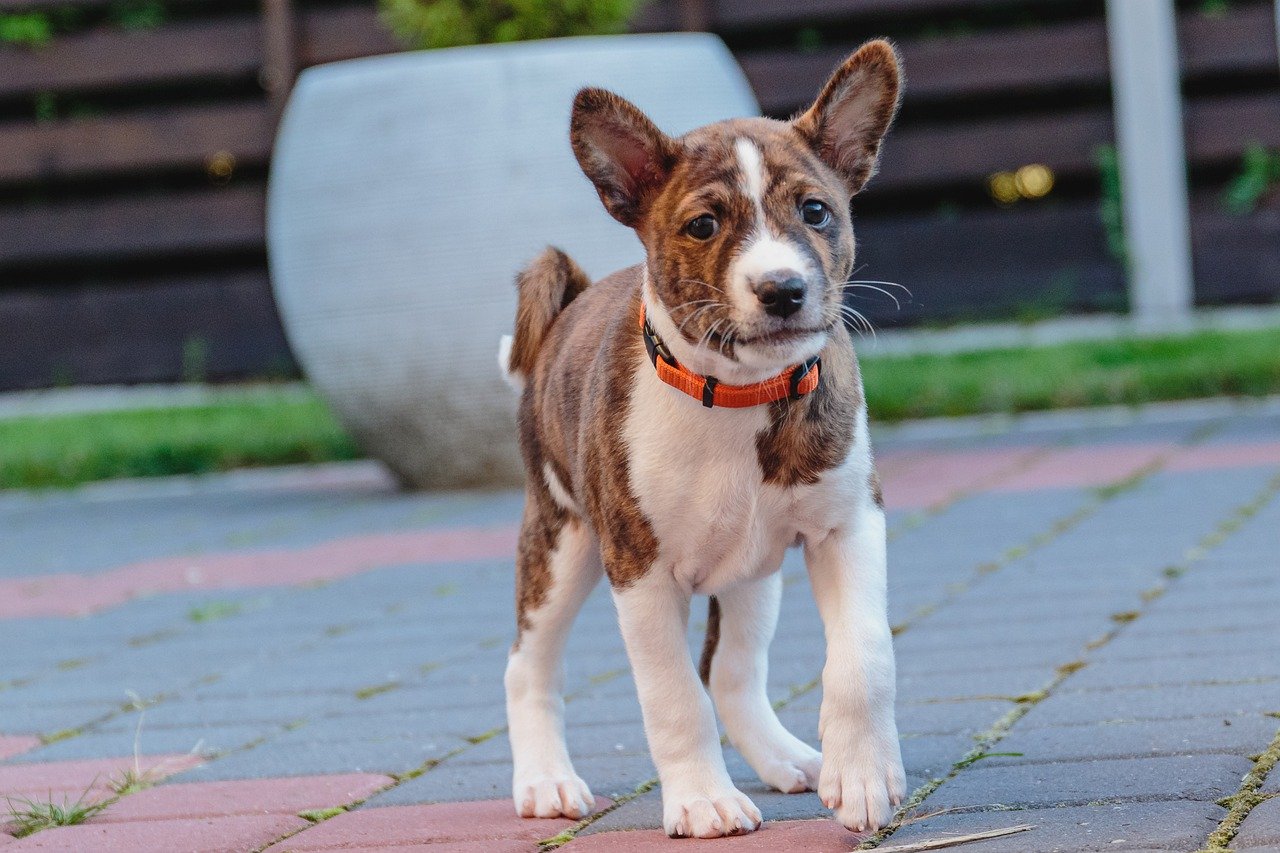 10 Dog Breeds With The Loudest Barks