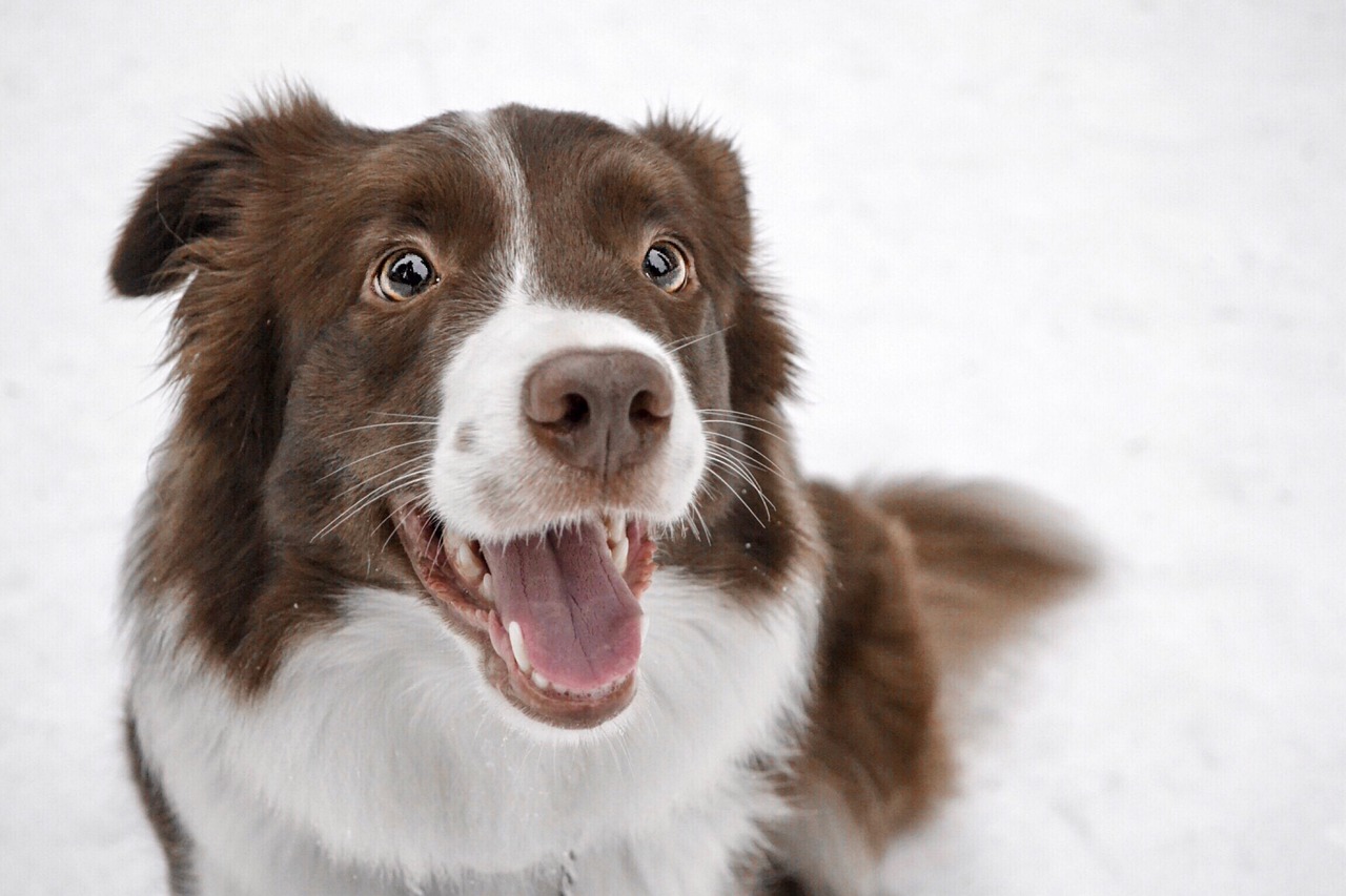 10 Dog Breeds With The Most Expressive Eyes