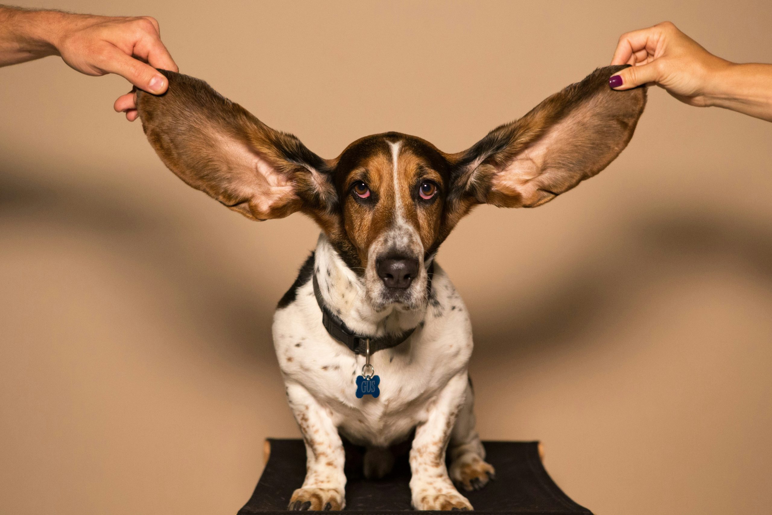 10 Dog Breeds with the Most Comically Oversized Ears