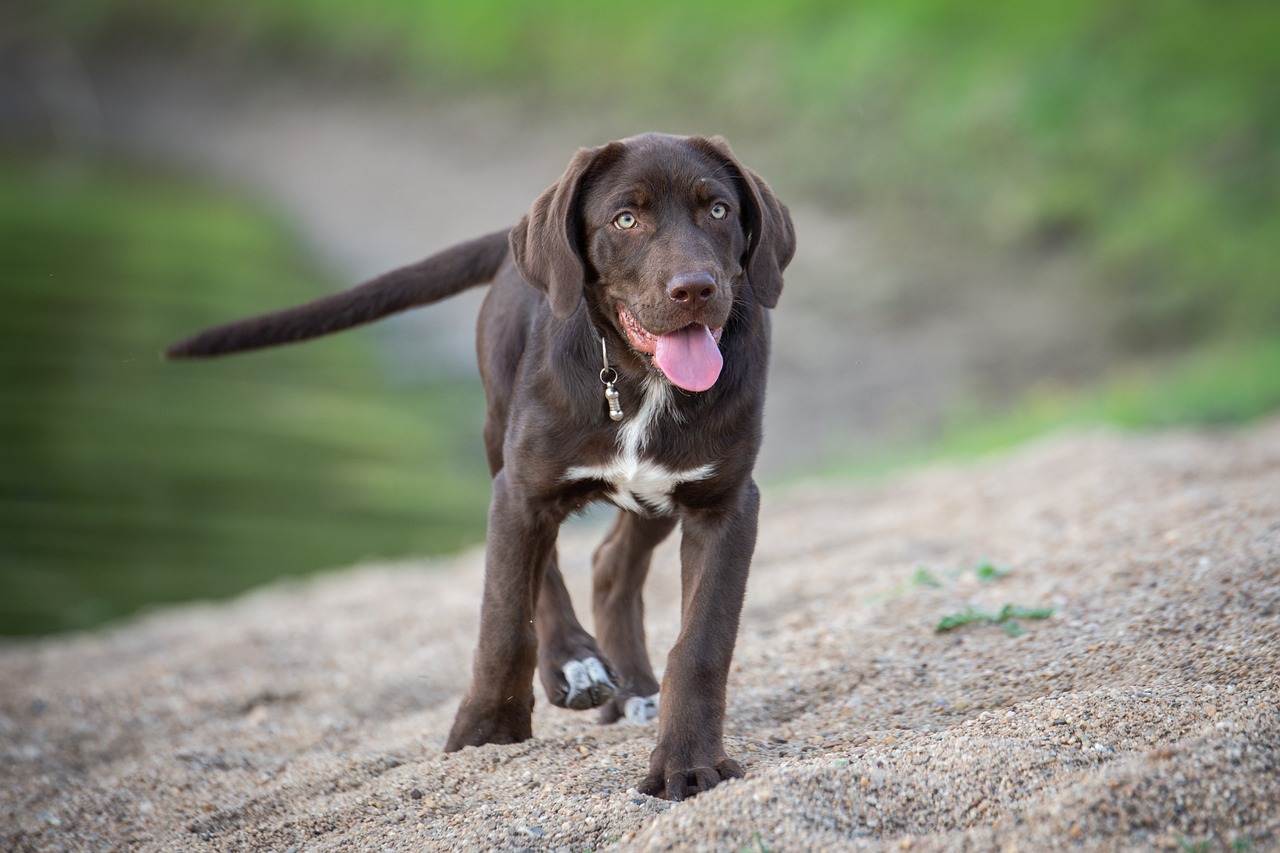 10 Dog Breeds with the Most Powerful Sense of Hearing