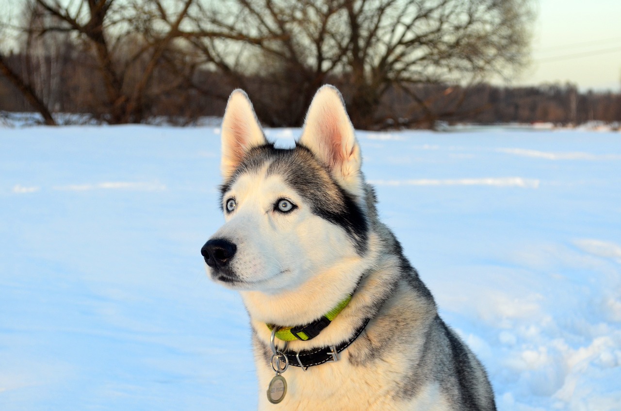 10 Dog Breeds with the Most Soulful Eyes