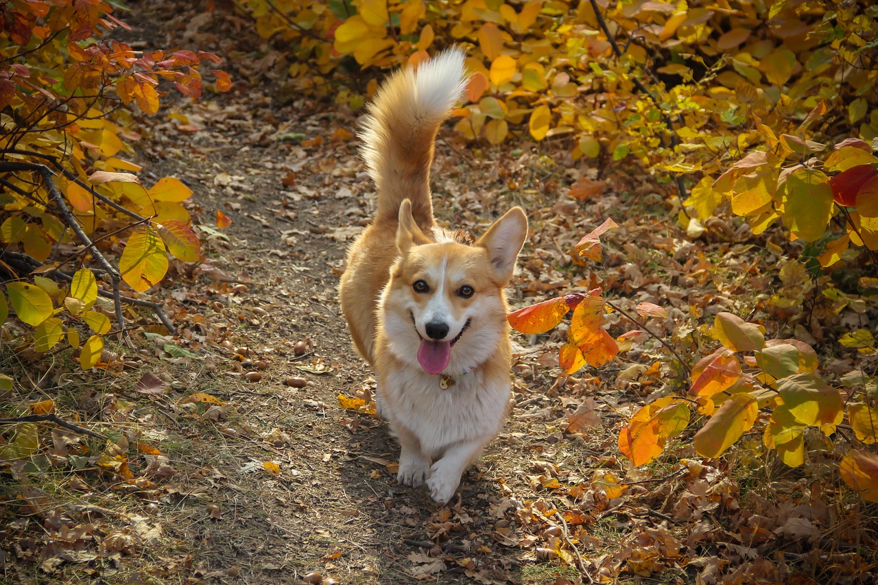 10 Dog Breeds with the Waggiest Tails