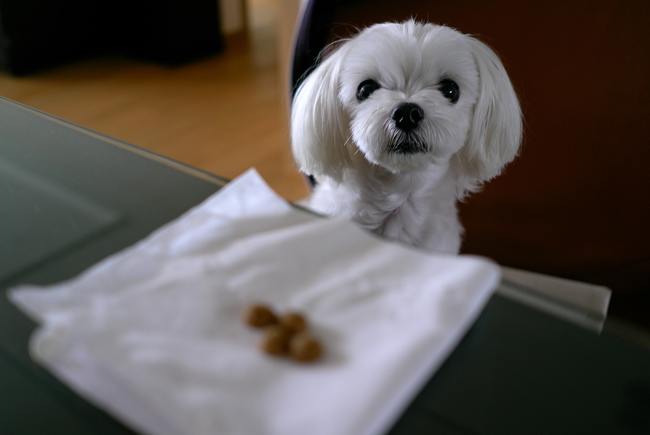 10 Dogs Who Are Incredibly Picky Eaters