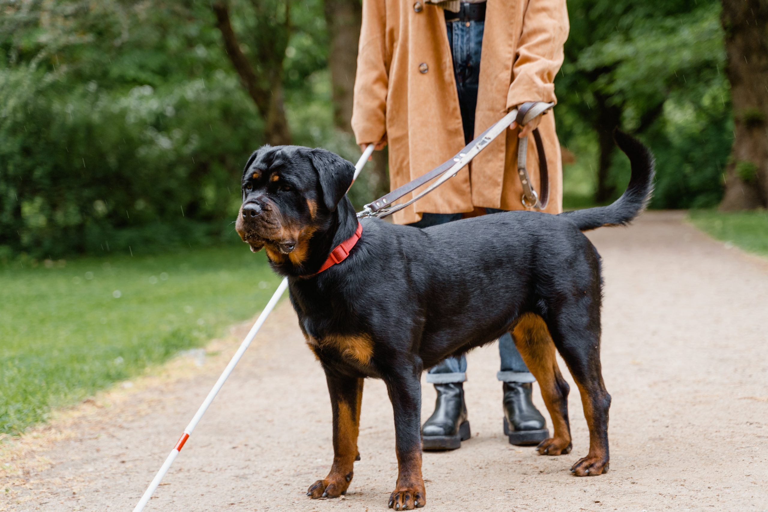 10 Heroic Dog Breeds Known for Bravery