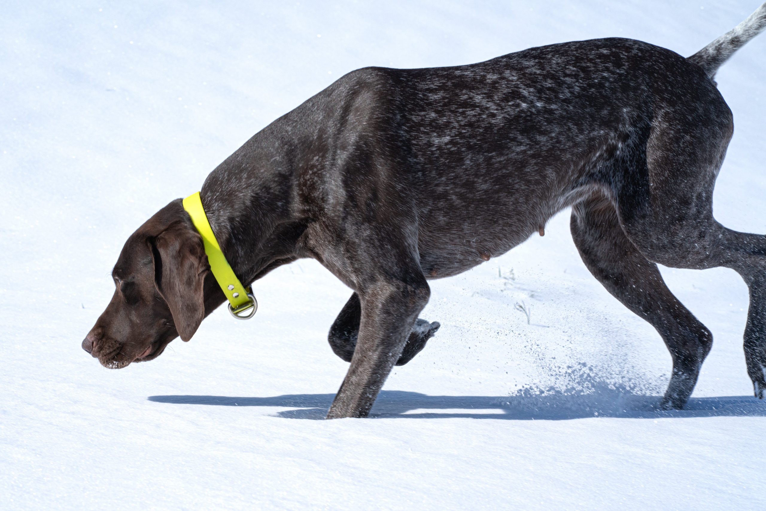 11 Dog Breeds Known for Their Incredible Sense of Smell