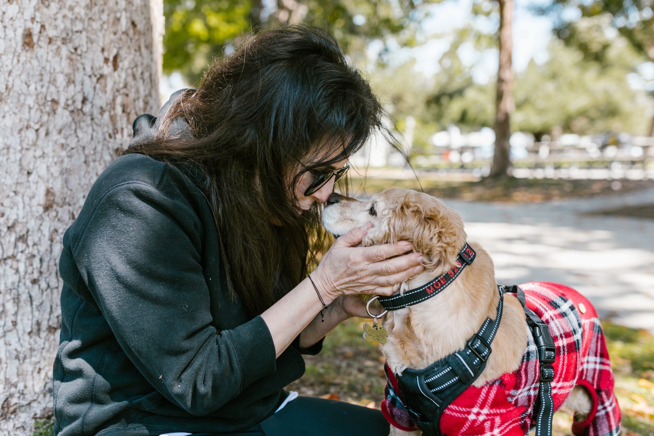 12 Most Affectionate Dog Breeds for Companionship