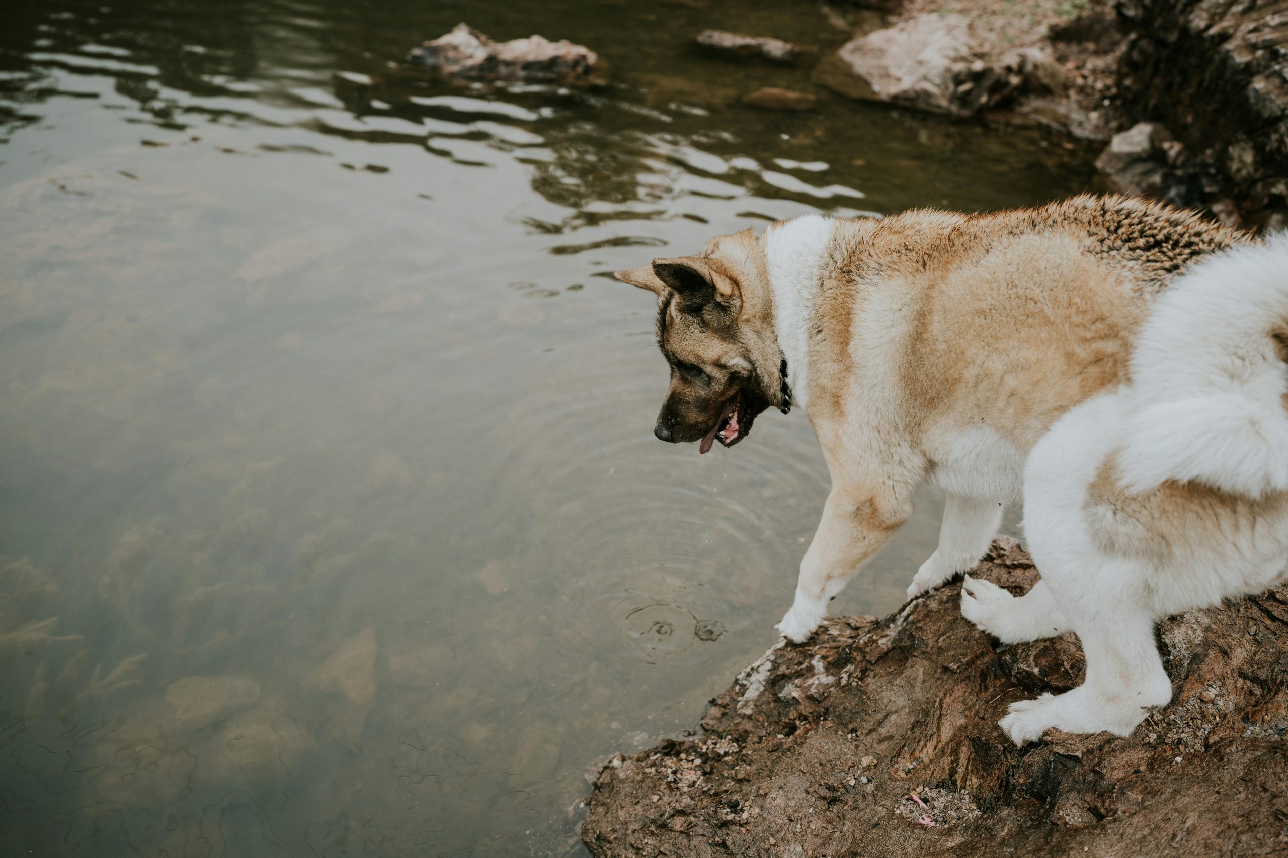 6 Dog Breeds with a Legendary Heritage and Backstory