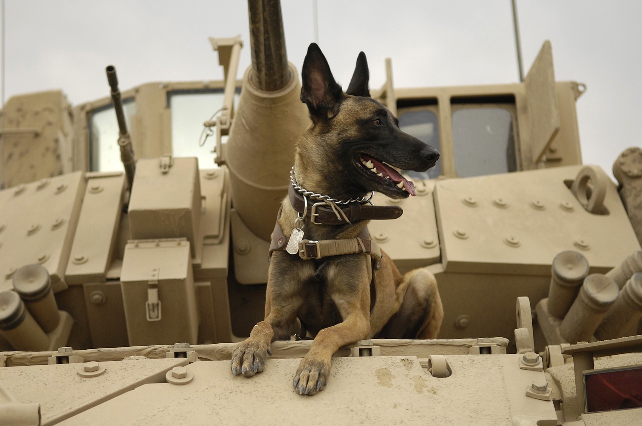 7 Dog Breeds Most Suitable for Police and Military Work