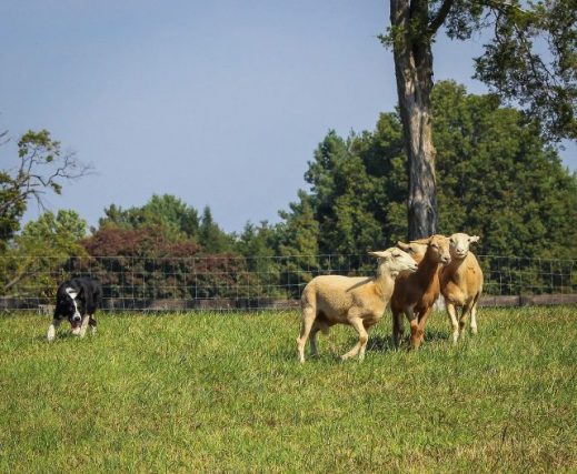 7 Dog Breeds with a Natural Prowess for Herding