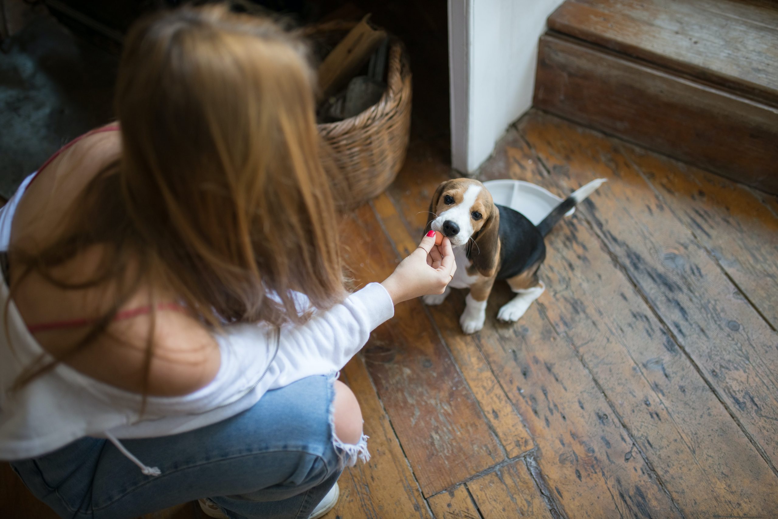 7 Dog Breeds with the Biggest Appetites