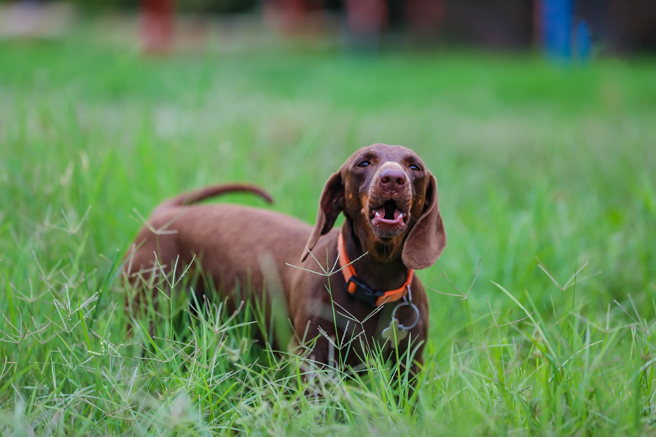 7 Dog Breeds with the Funniest Barks