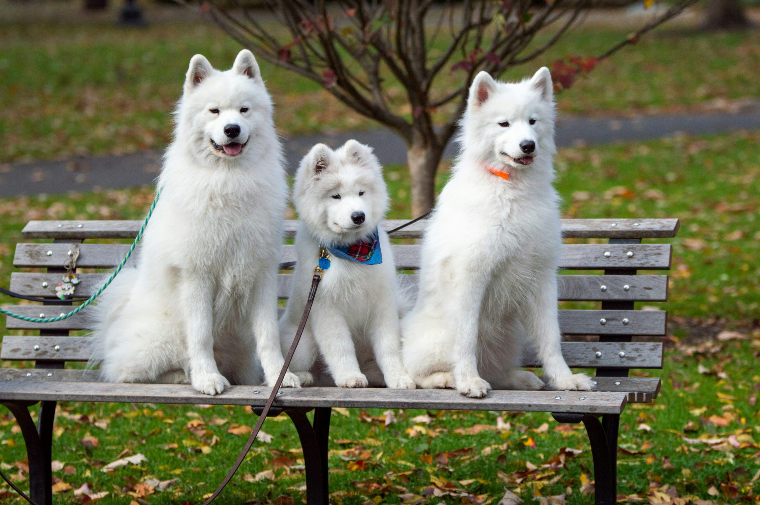 7 Dog Breeds with the Most Dramatic Transformations from Puppy to Adult