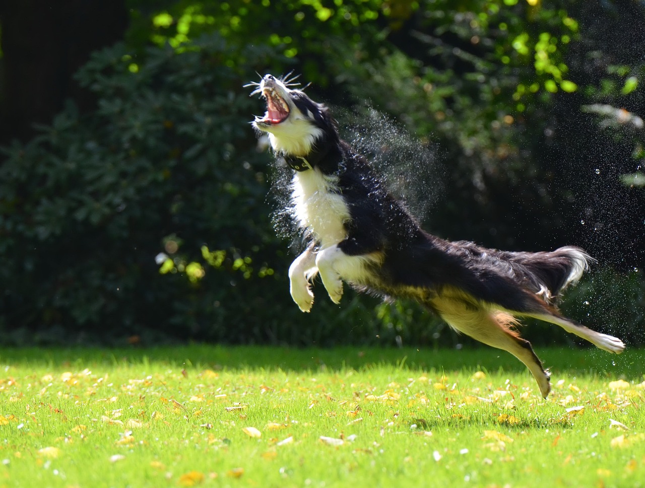 8 Dog Breeds Known for Their Incredible Jumping and Leaping Abilities