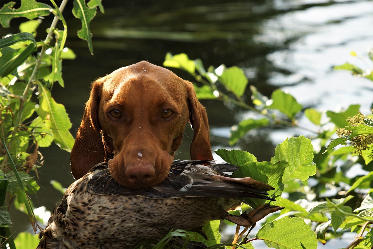 8 Dog Breeds with a Natural Aptitude for Hunting