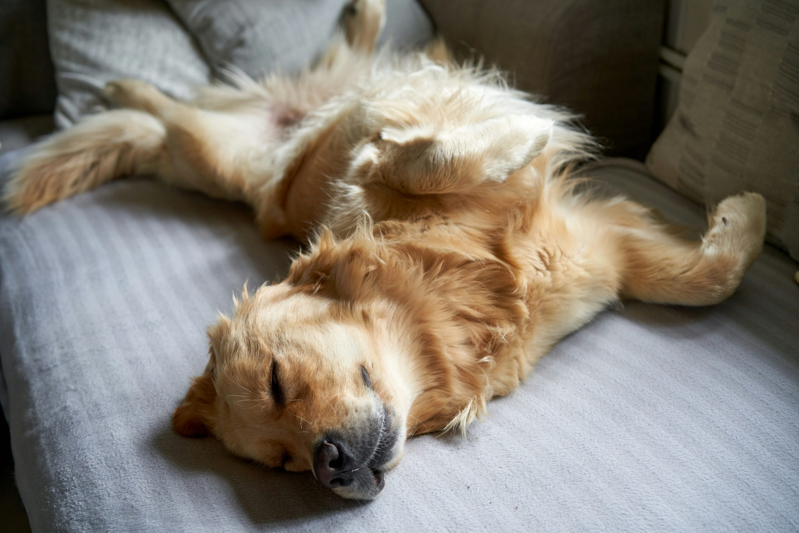 8 Dog Breeds with the Silliest Sleeping Positions