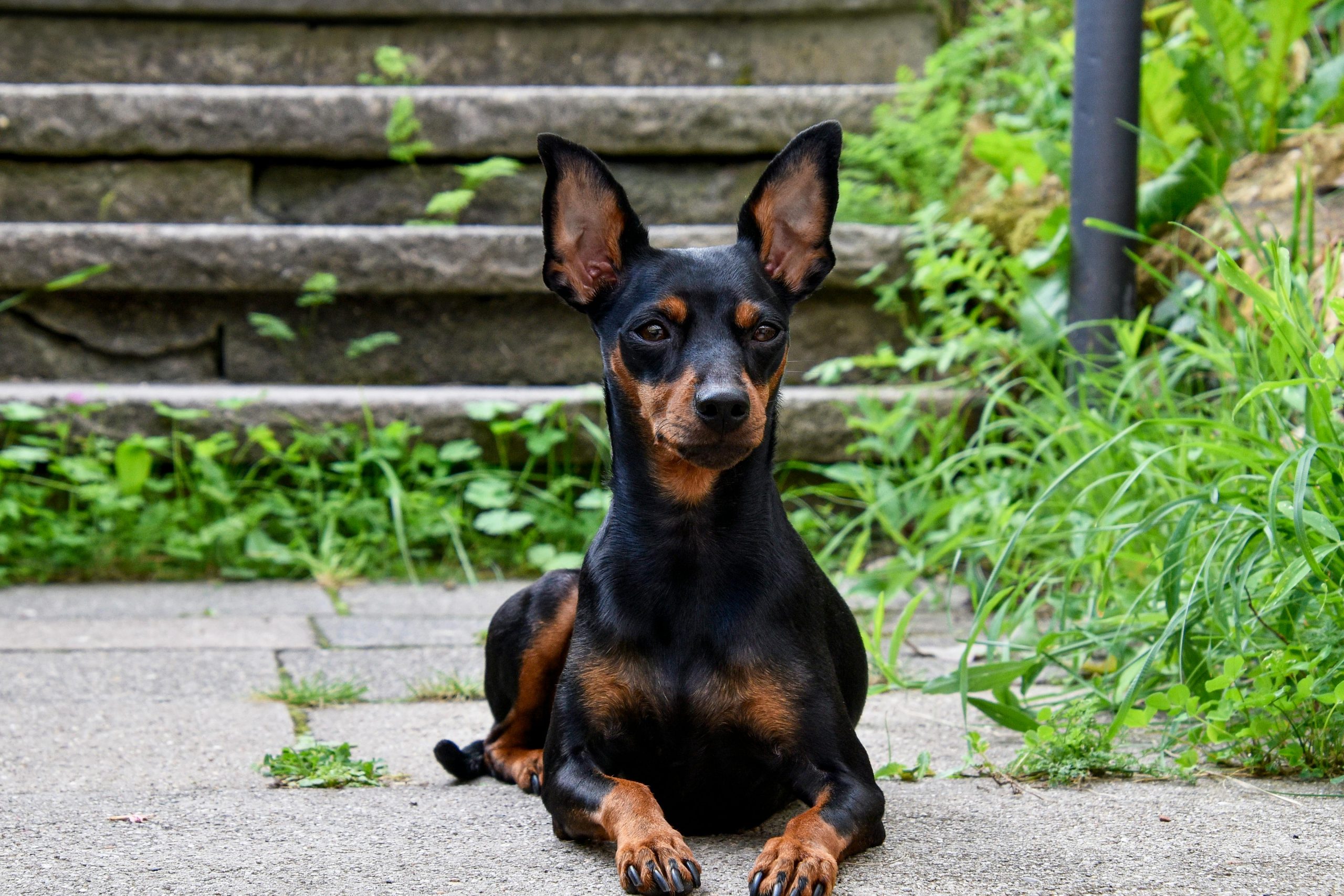 9 Small Dog Breeds with Surprisingly Fierce Personalities