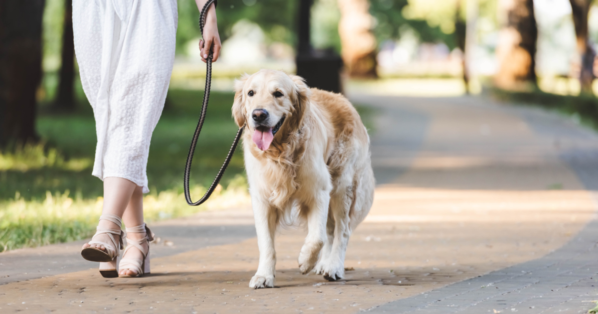 Amazing Benefits Of Walking Your Dog Regularly