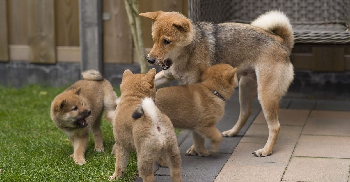 Cost of a Shiba Inu Puppy by US Region [2024]