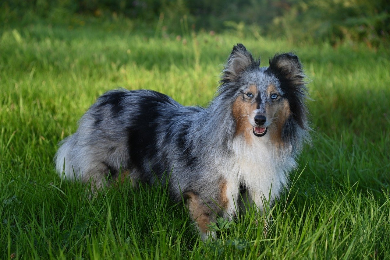 Top 12 Genius Dog Breeds