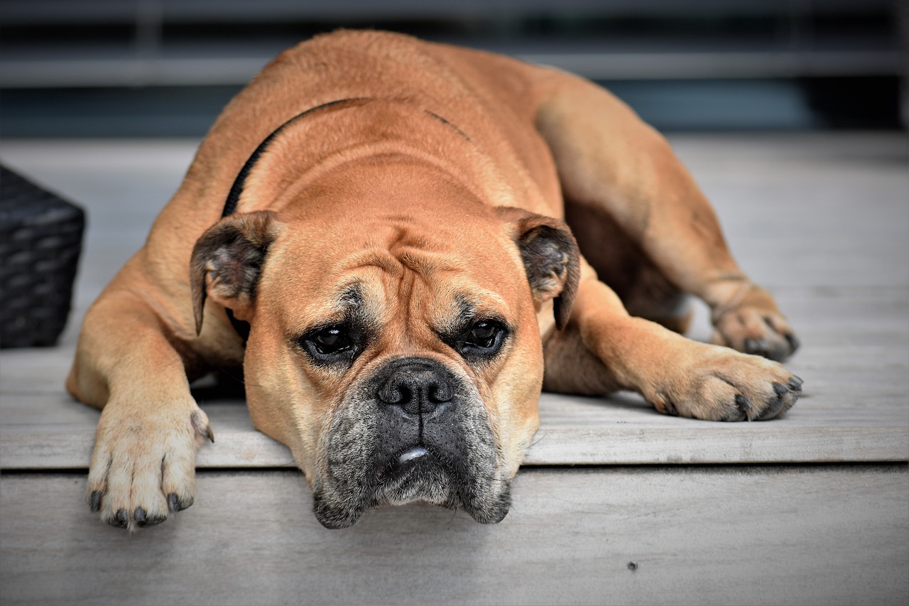 Top 5 Laziest Dog Breeds for Relaxed Owners