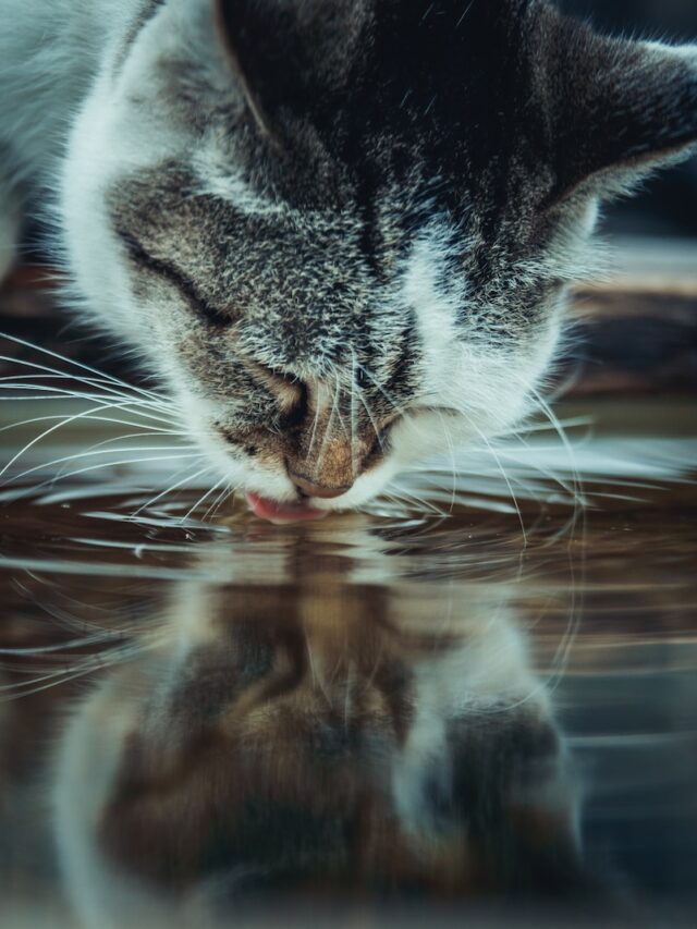 Why Do Most Cats Dislike Water?