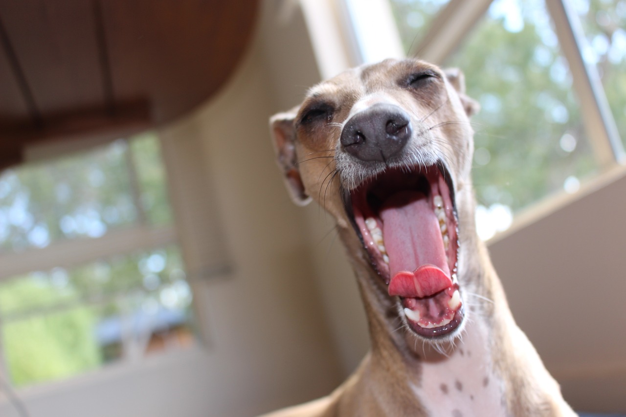 10 Dog Breeds Most Prone to Dental Disease (Deadly!)