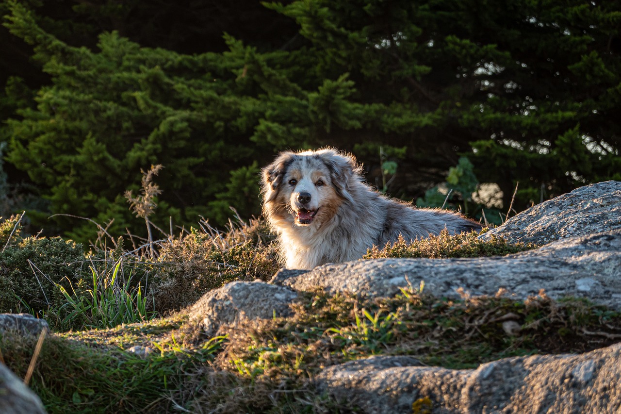 10 Dog Breeds That Are Masters of Hide and Seek