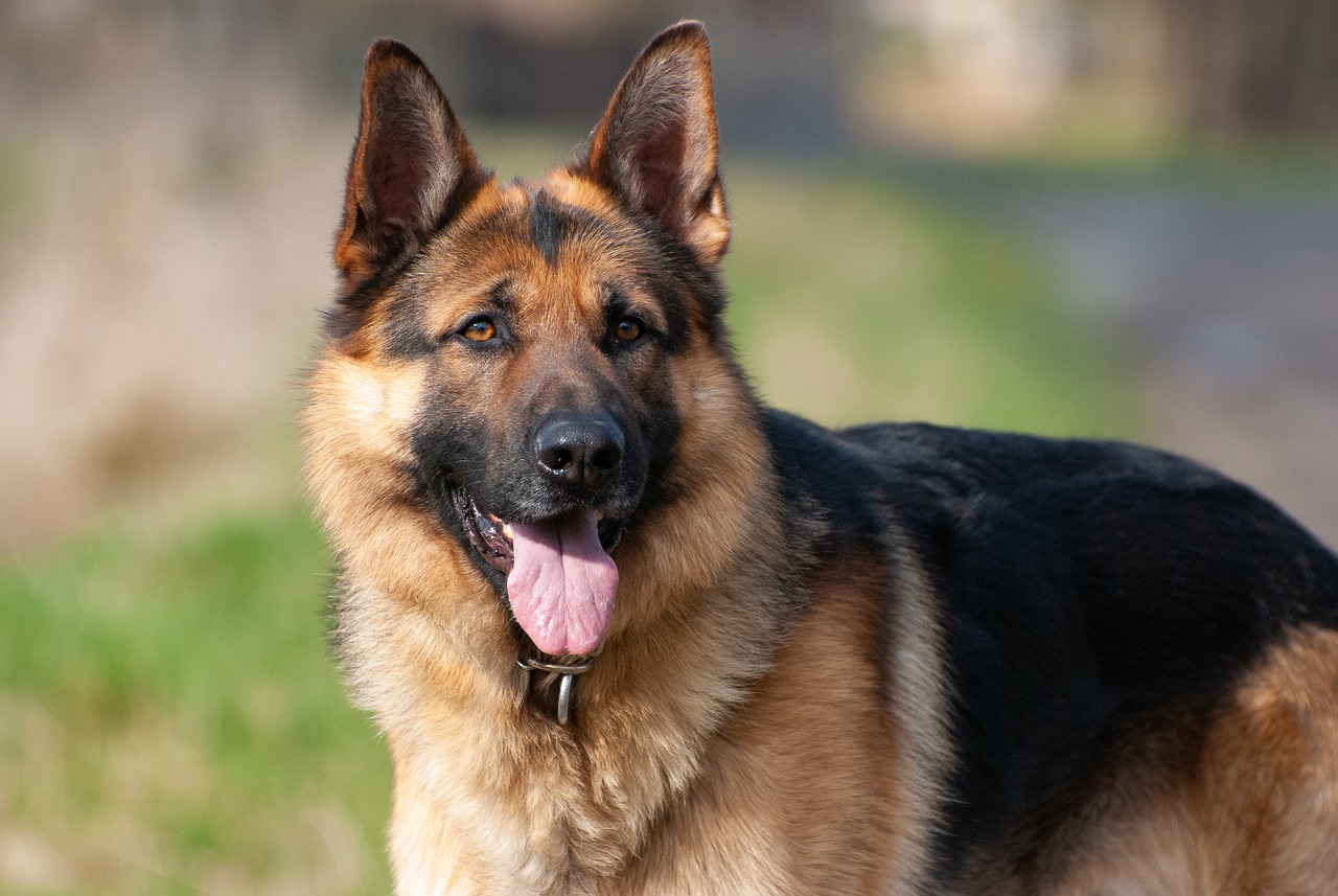 10 Dog Breeds That Are Natural Born Leaders